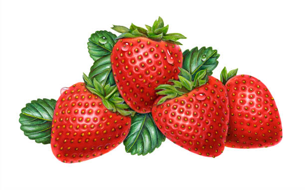 What is Tillamook Strawberry?- How to plant and take care of Tillamook Strawberry?