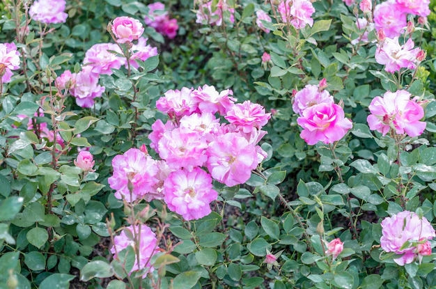 Disease-resistant Roses List - What is Disease-resistant Rose Bush?