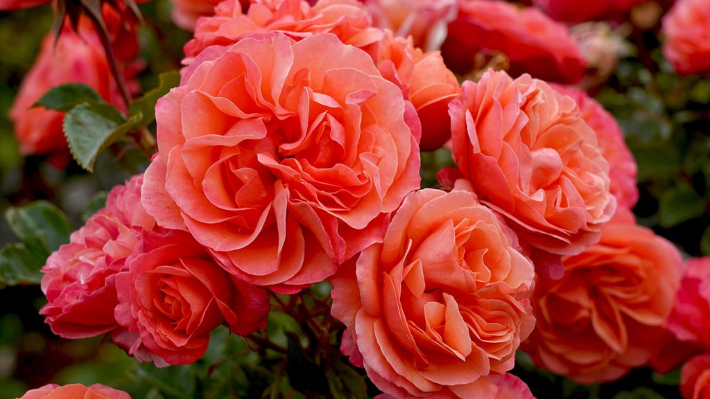 Disease-resistant Roses List - What is Disease-resistant Rose Bush?