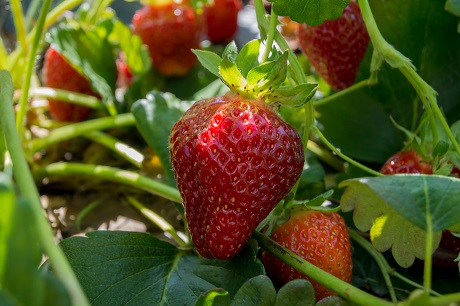 Why do Strawberries rot on the vine? - How to Fix and Care for Rotting Strawberries?