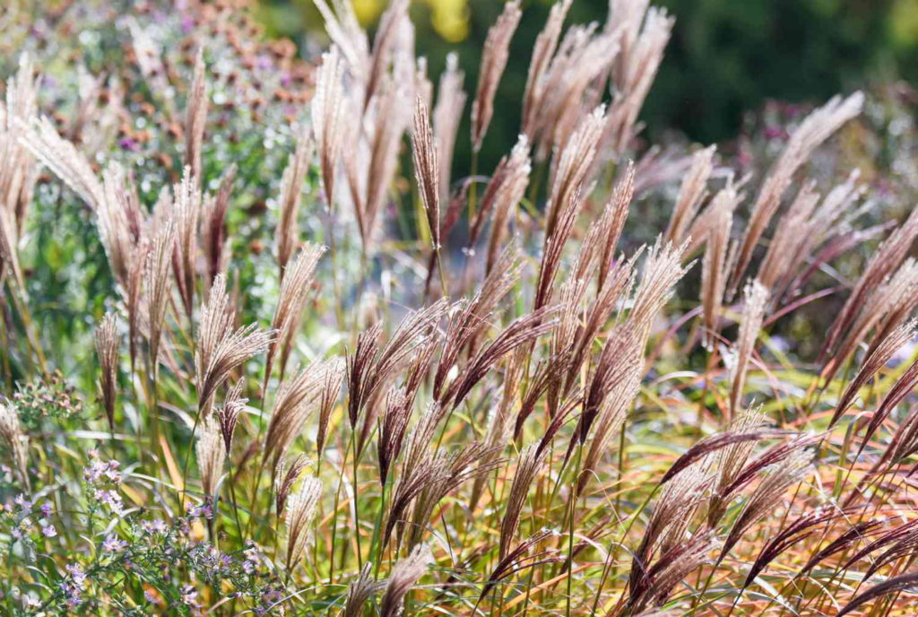 Pretty Looking Grasses for the Garden