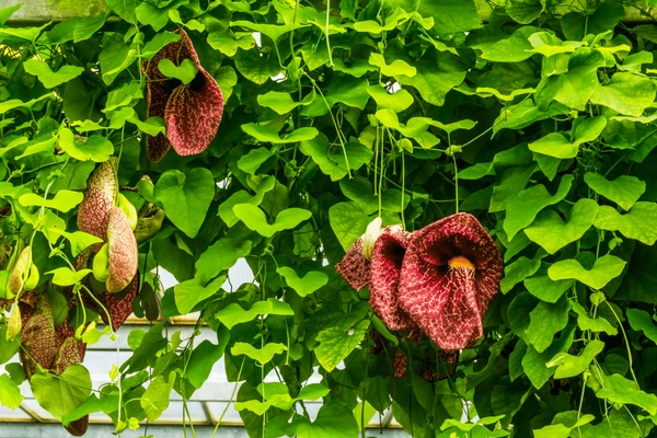 What is Dutchman's Pipe Vine? How to Grow, Care, and Prune Dutchman's Pipe vine?