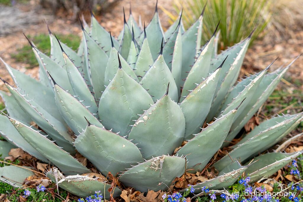 15 Best Drought Tolerant Plants that can handle Driest Weather Conditions