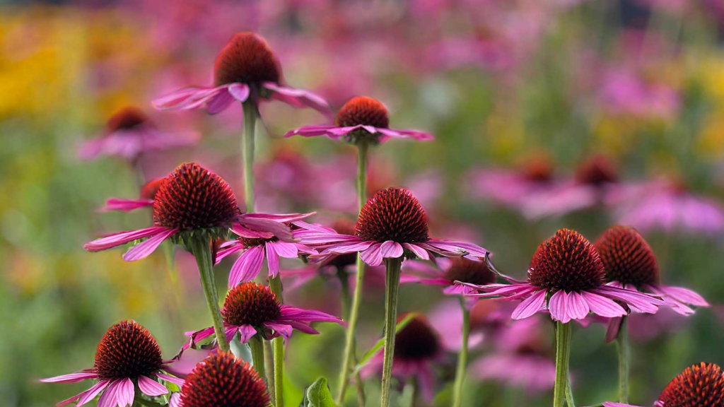 15 Best Drought Tolerant Plants that can handle Driest Weather Conditions