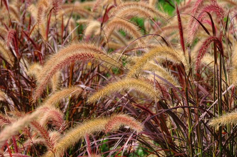 15 Best Drought Tolerant Plants that can handle Driest Weather Conditions