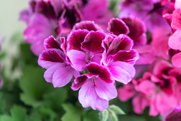 15 Best Drought Tolerant Plants that can handle Driest Weather Conditions