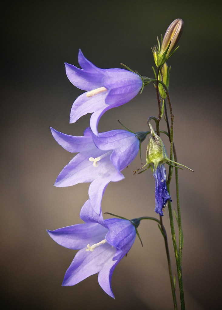 15 Best Drought Tolerant Plants that can handle Driest Weather Conditions