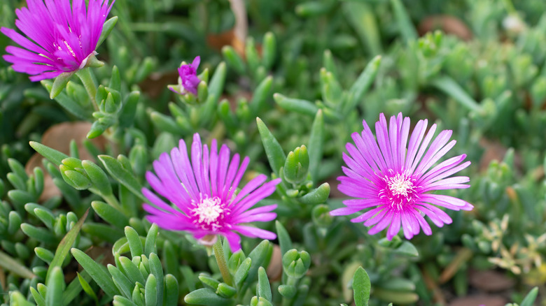 15 Best Drought Tolerant Plants that can handle Driest Weather Conditions