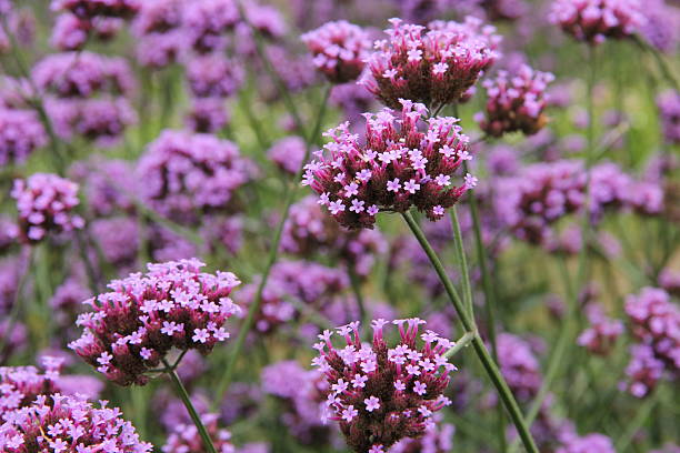 15 Best Drought Tolerant Plants that can handle Driest Weather Conditions