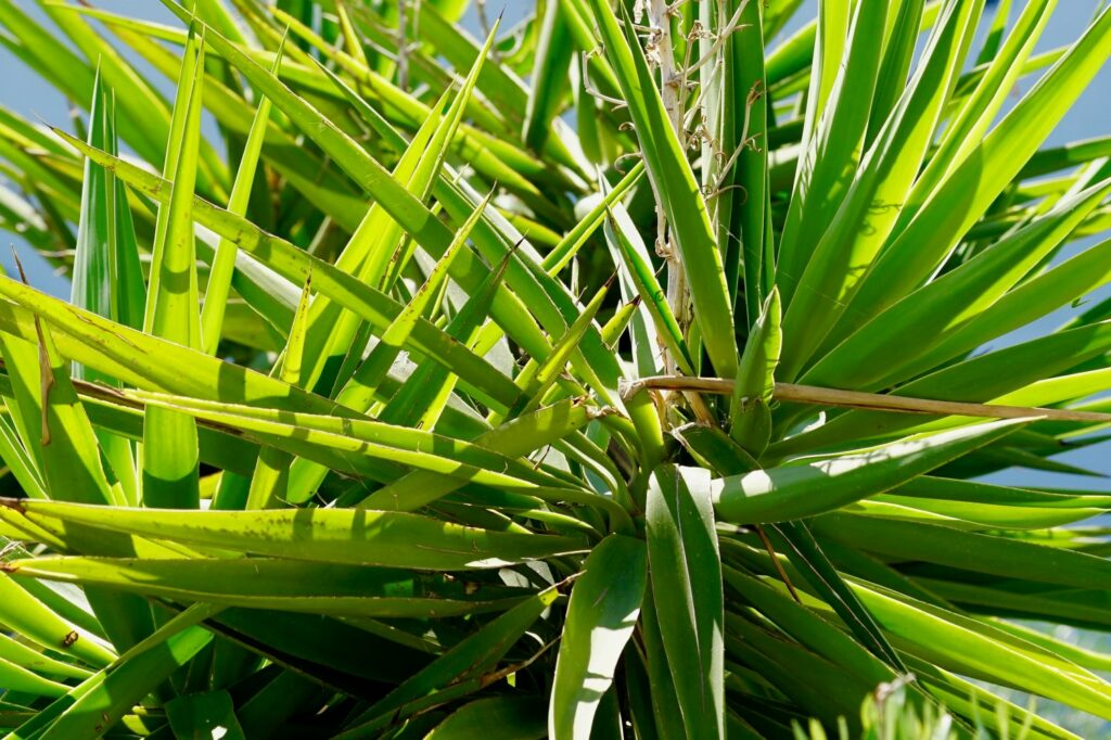 15 Best Drought Tolerant Plants that can handle Driest Weather Conditions