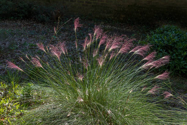 15 Best Drought Tolerant Plants that can handle Driest Weather Conditions