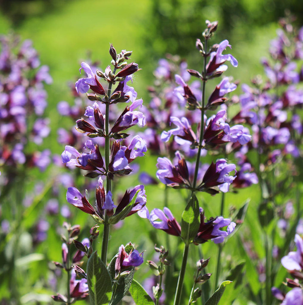 15 Best Drought Tolerant Plants that can handle Driest Weather Conditions