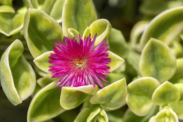 Plants for Rockeries- Making Rock Garden With Full Sun Rockery Plants