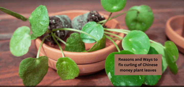 Reasons and Ways to fix curling of Chinese money plant leaves