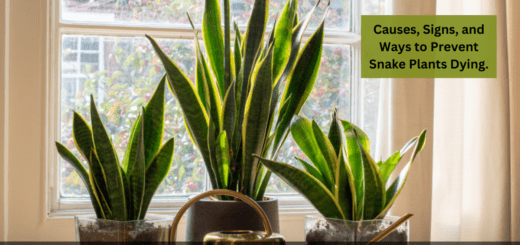 Causes, Signs, and Ways to Prevent Snake Plants Dying.