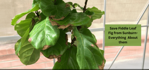 Save Fiddle Leaf Fig from Sunburn- Everything You Want to know About them