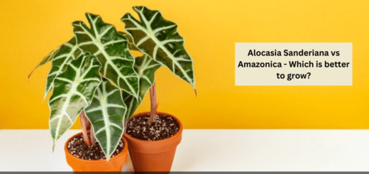 Alocasia Sanderiana vs Amazonica - Which is better to grow?