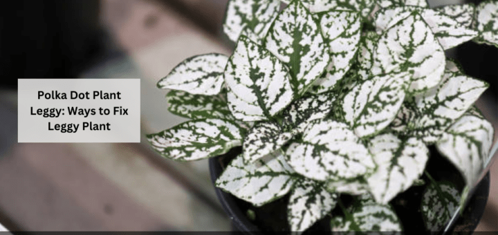 Polka Dot Plant Leggy: Ways to Fix Leggy Plant