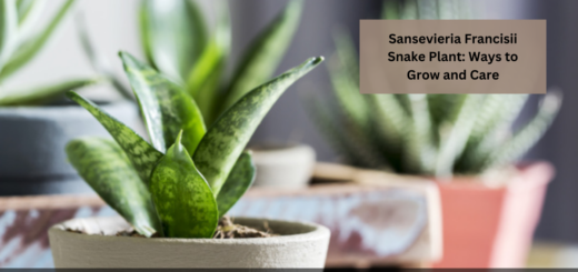 Sansevieria Francisii Snake Plant: Ways to Grow and Care