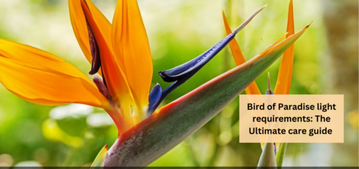 Bird of Paradise light requirements: The Ultimate care guide 