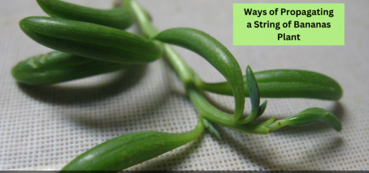 Ways of Propagating a String of Bananas Plant- Everything you need to know