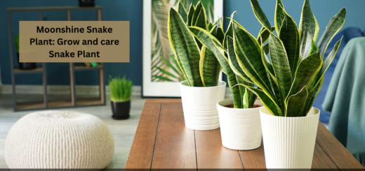 Moonshine Snake Plant: Ways to Grow and care Snake Plant in your Garden