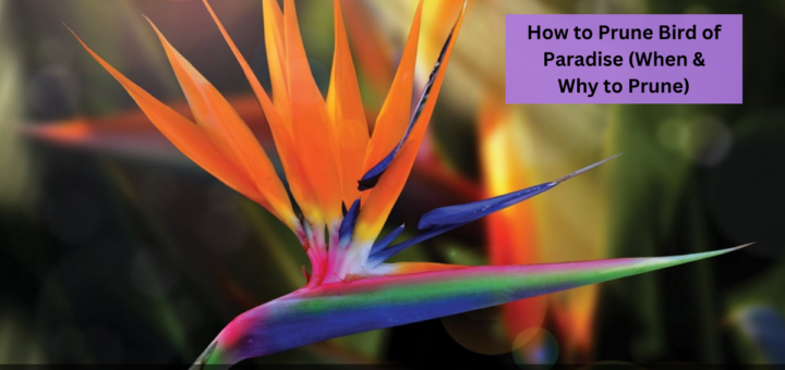 How to Prune Bird of Paradise (When & Why to Prune)