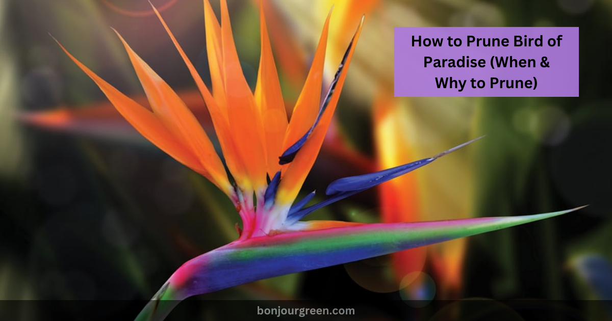 How to Prune Bird of Paradise (When & Why to Prune)