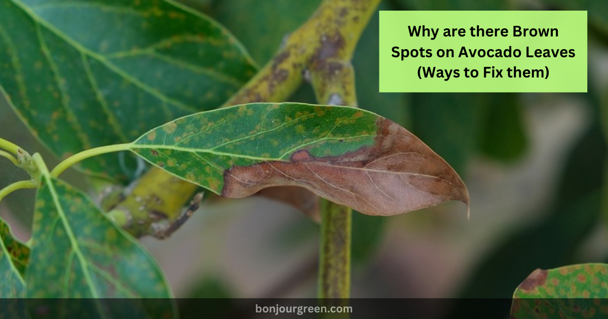 Why are there Brown Spots on Avocado Leaves (Ways to Fix them)