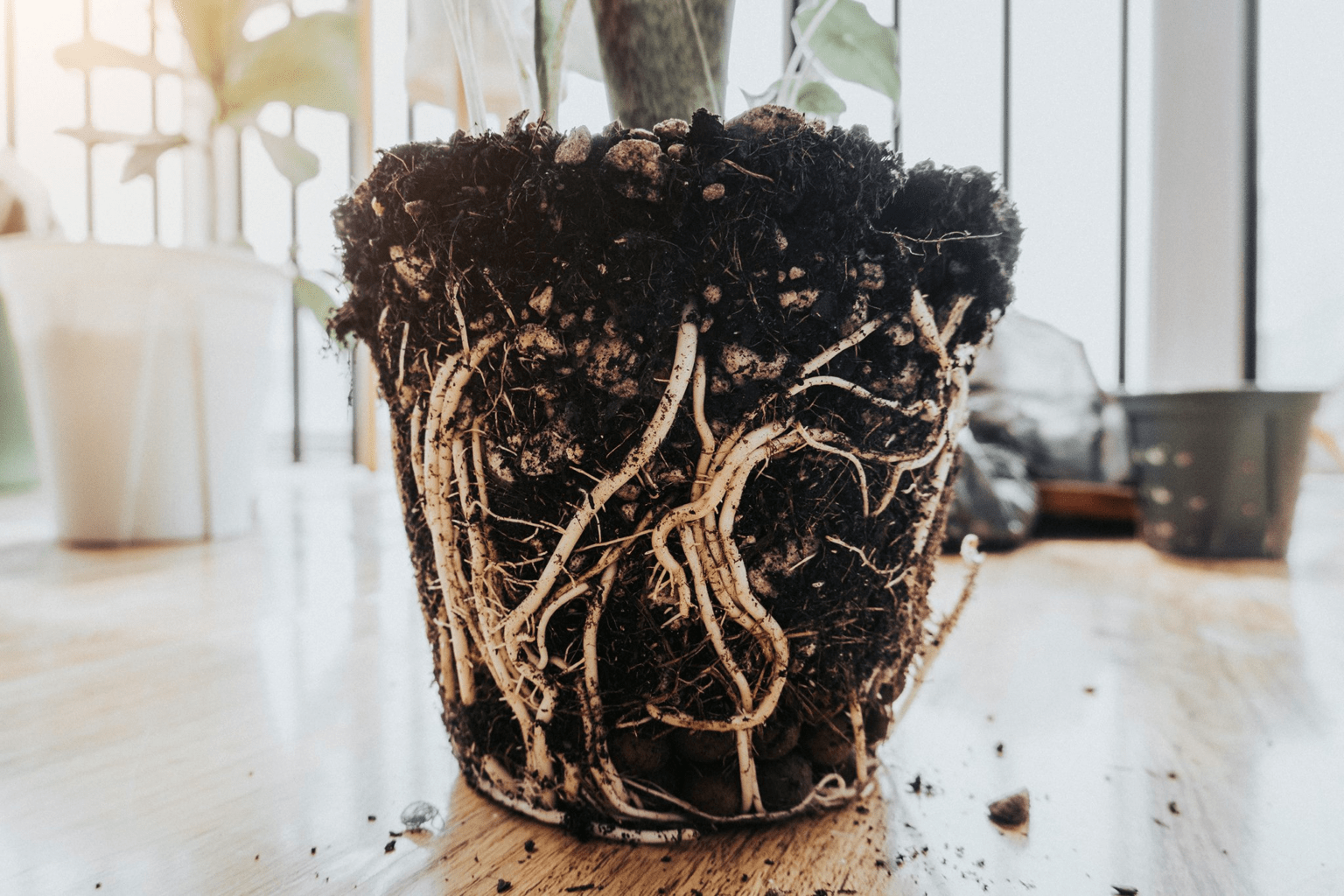 Polka Dot Plant Leggy: Ways to Fix Leggy Plant