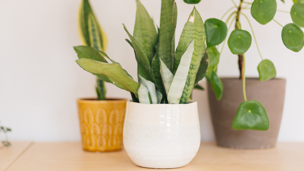 Moonshine Snake Plant: Ways to Grow and care Snake Plant in your Garden