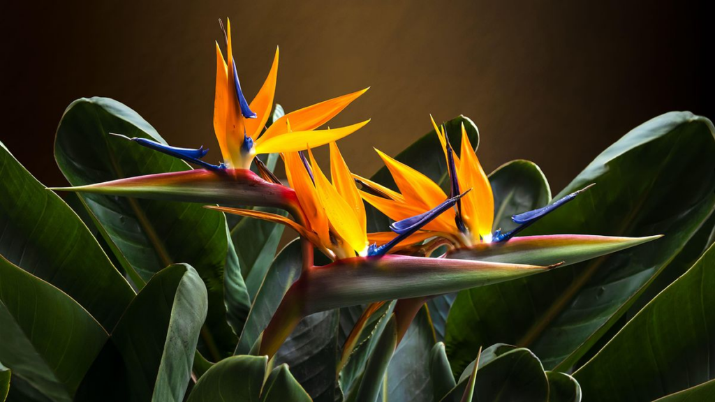 How to Prune Bird of Paradise-( When & Why to prune)