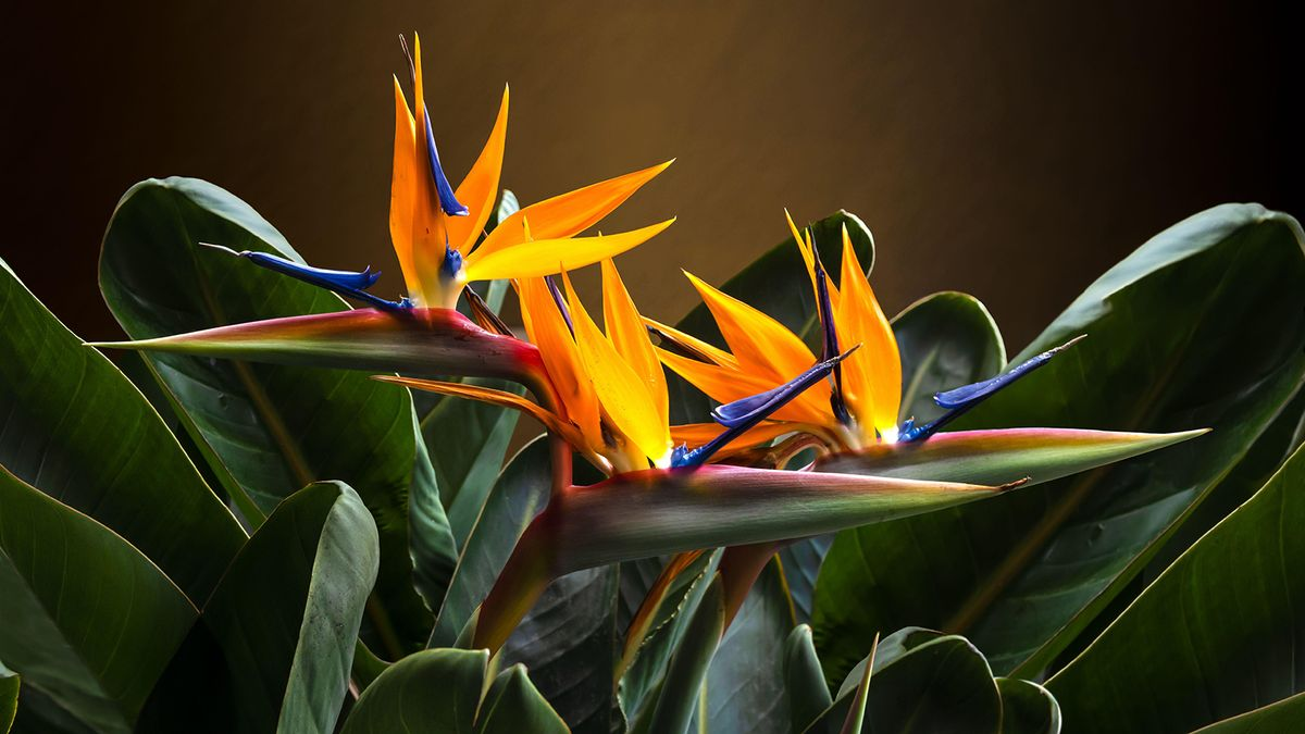 How to Prune Bird of Paradise (When & Why to Prune)