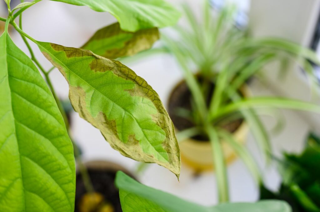 Why are there Brown Spots on Avocado Leaves (Ways to Fix them)