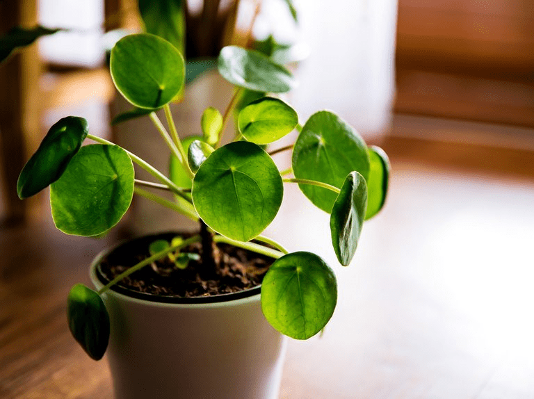 Reasons and Ways to fix curling of Chinese money plant leaves