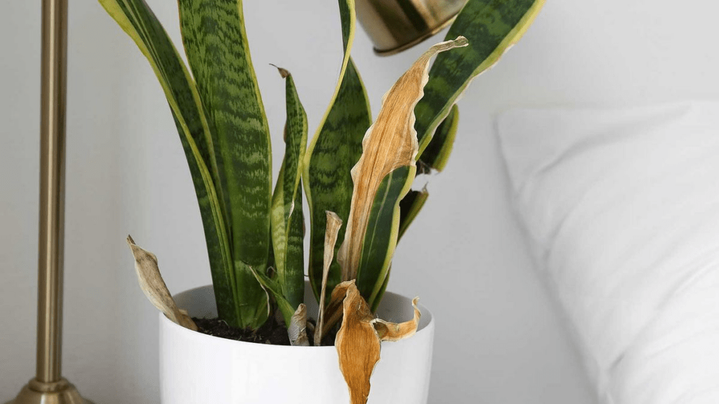 Causes, Signs, and Ways to Prevent Snake Plants Dying.