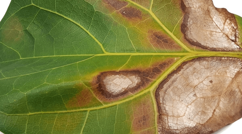 Save Fiddle Leaf Fig from Sunburn- Everything You Want to know About them