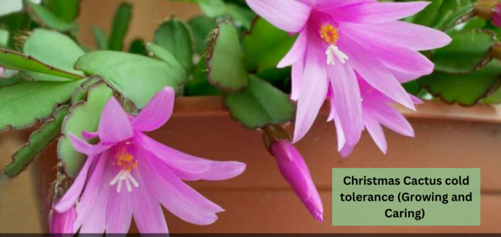 Christmas Cactus cold tolerance (Growing and Caring) 