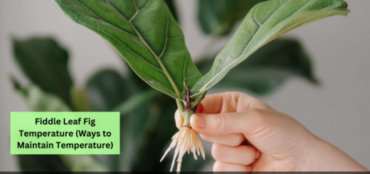 Fiddle Leaf Fig Temperature (Ways to Maintain Temperature)