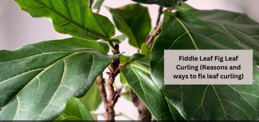 Fiddle Leaf Fig Leaf Curling (Reasons and ways to fix leaf curling)