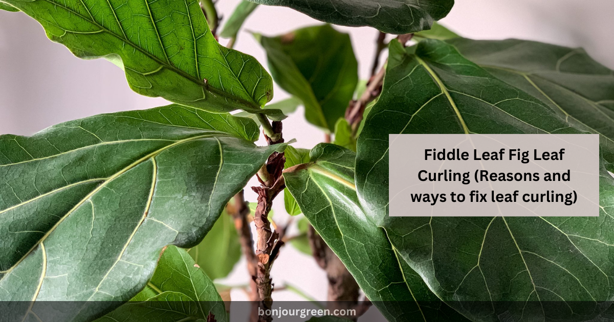 Fiddle Leaf Fig Leaf Curling (Reasons and ways to fix leaf curling)