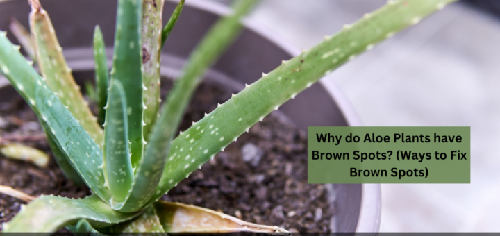 Why do Aloe Plants have Brown Spots? (Ways to Fix Brown Spots)