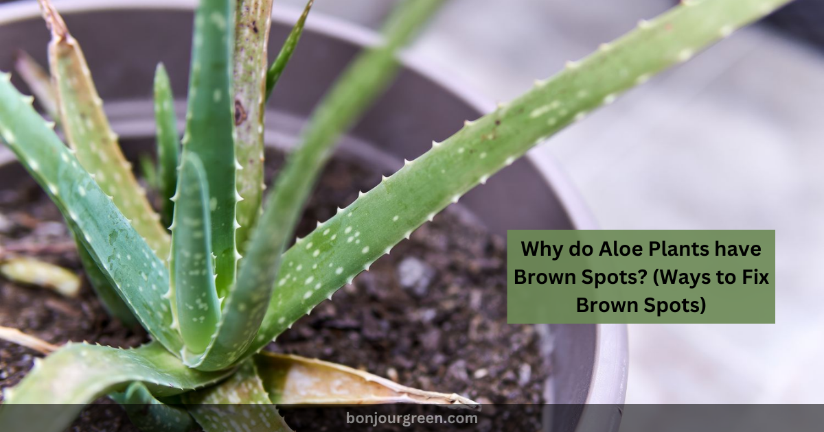 Why do Aloe Plants have Brown Spots? (Ways to Fix Brown Spots)