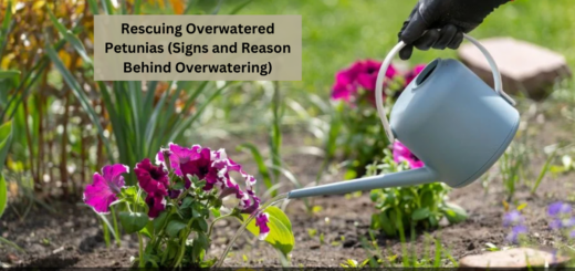 Rescuing Overwatered Petunias (Signs and Reason Behind Overwatering)