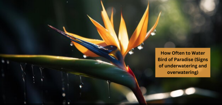 How Often to Water Bird of Paradise (Signs of underwatering and overwatering)