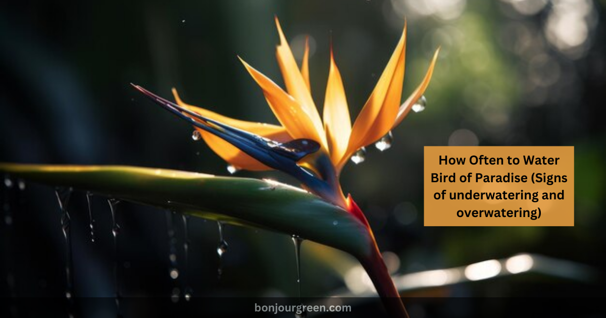 How Often to Water Bird of Paradise (Signs of underwatering and overwatering)