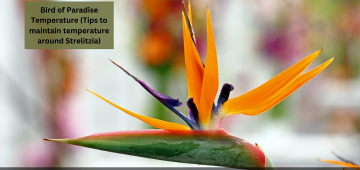 Bird of Paradise Temperature (Tips to maintain temperature around Strelitzia)