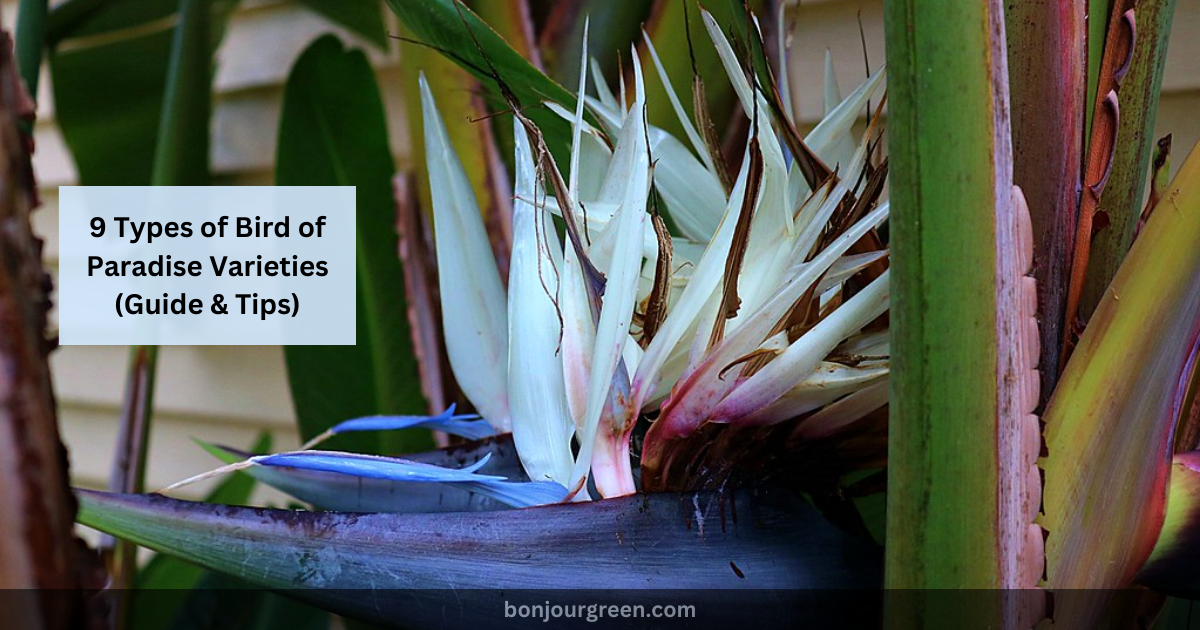9 Types of Bird of Paradise Varieties (Guide & Tips)