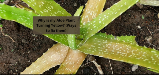 Why is my Aloe Plant Turning Yellow? (Ways to fix them)