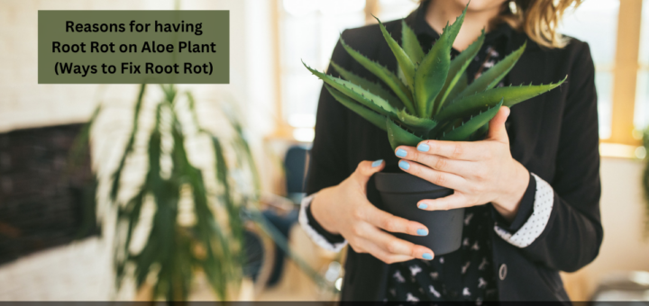 Reasons for having Root Rot on Aloe Plant (Ways to Fix Root Rot)